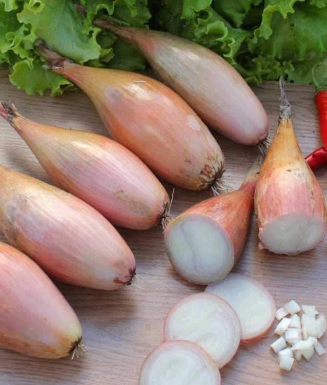 Лук семейный: от посадки в открытый грунт и до уборки урожая