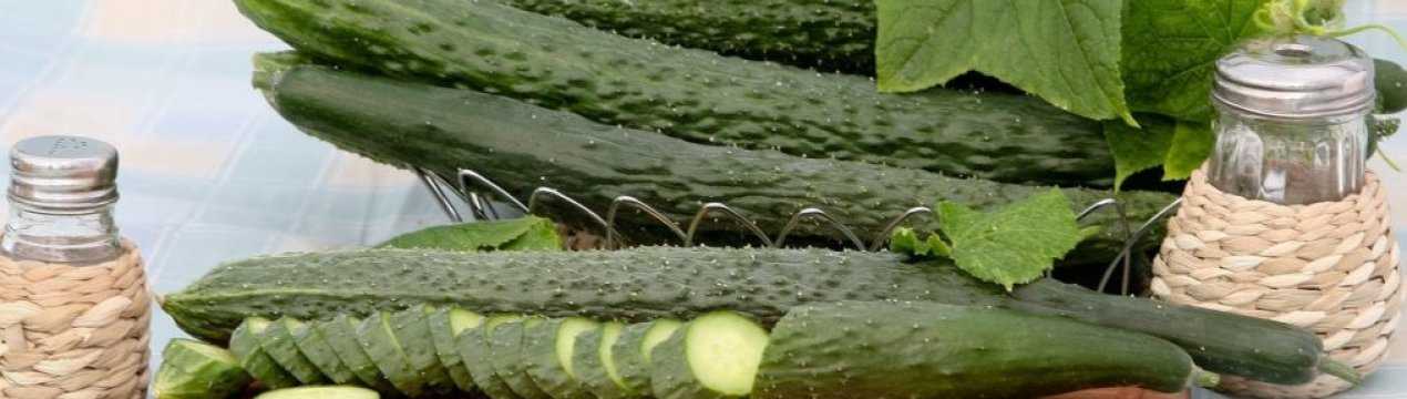 Огурцы аллигатор f1: описание гибрида, фото кустов и плодов, отзывы тех, кто выращивал