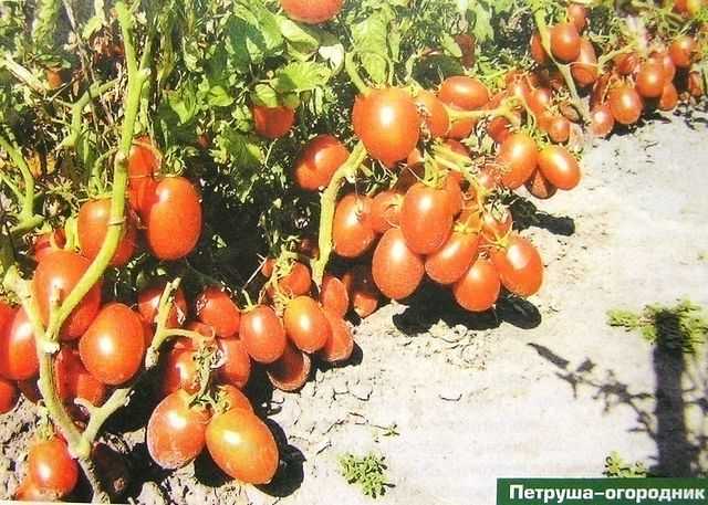 Петруша огородник томат отзывы фото достоинства недостатки