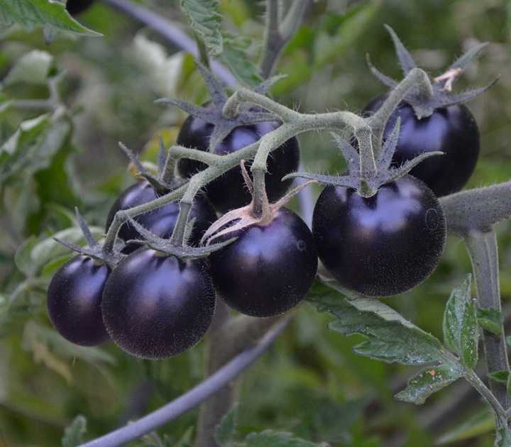 Розовые помидоры для открытого грунта низкорослые | огородовед