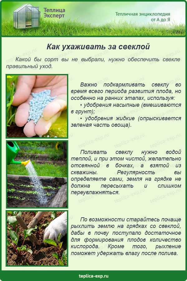 Почему не завязывается цветная капуста: что делать для завязи цветной капусты