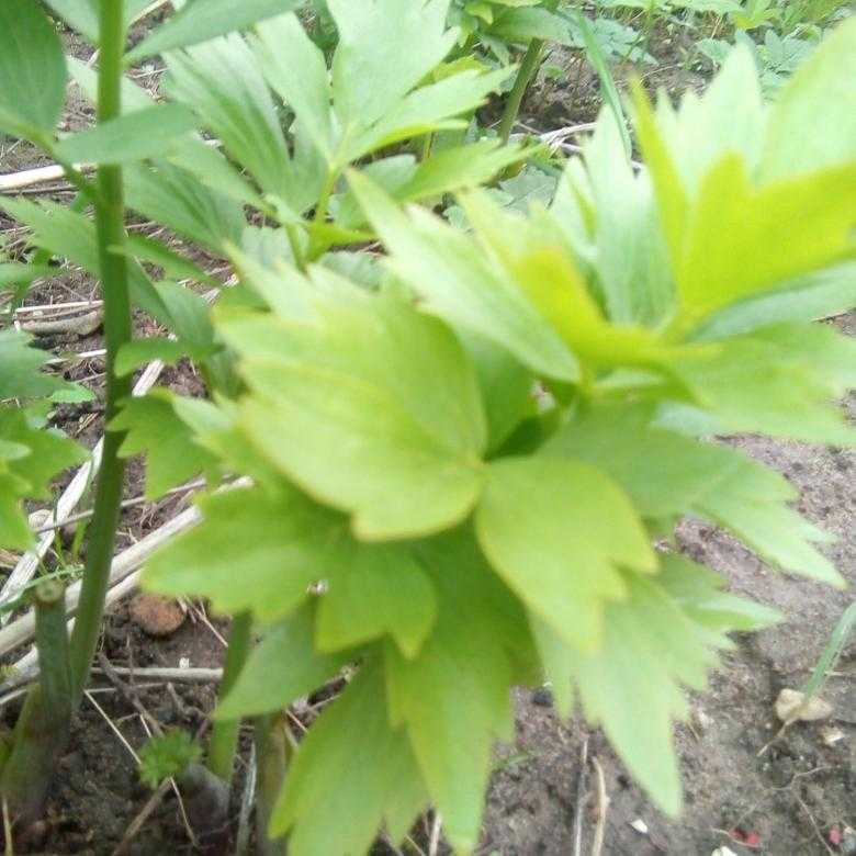 Любисток и сельдерей - одно и тоже или нет: многолетнее похожее растение, чем отличаются друг от друга, в чем разница