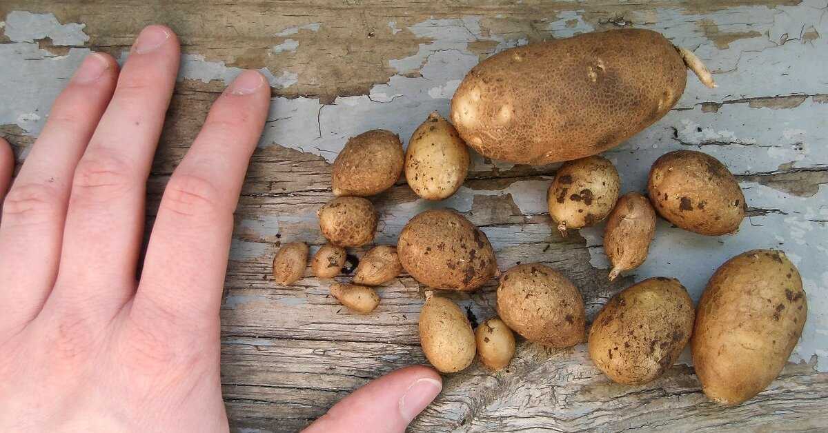 Почему картошка не цветет: причина и влияние на урожай