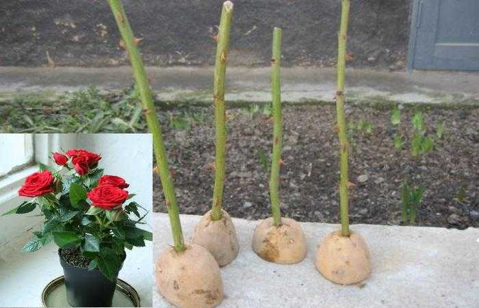 Как из розы сделать саженец в домашних условиях фото пошагово в картошке