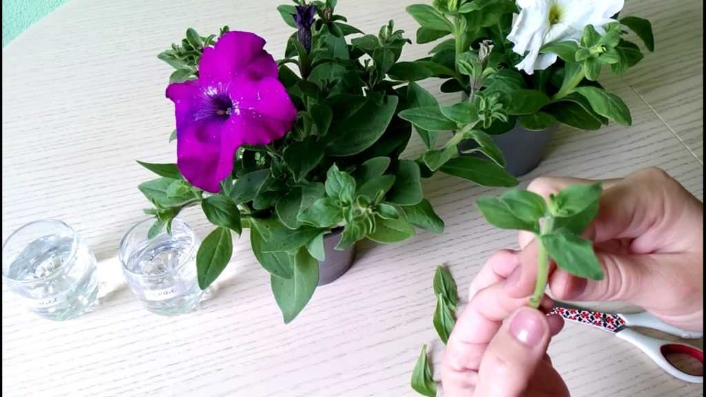 Как прищипывать петунию для обильного цветения