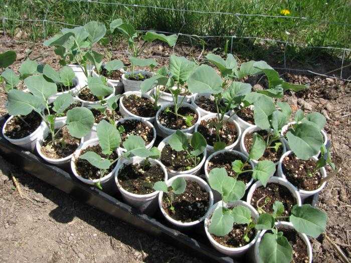 Когда и как сажать капусту брокколи на рассаду: посадка в домашних условиях
