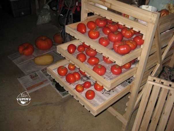 Как хранить помидоры? хранение в холодильнике в домашних условиях, срок годности помидоров. можно ли томаты хранить вместе с баклажанами?