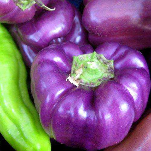 Фиолетовый перец: обзор лучших сортов, польза, отзывы, характеристика, фото