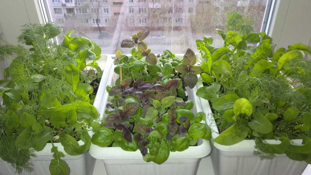 Как вырастить базилик на подоконнике в горшке из семян в домашних условиях