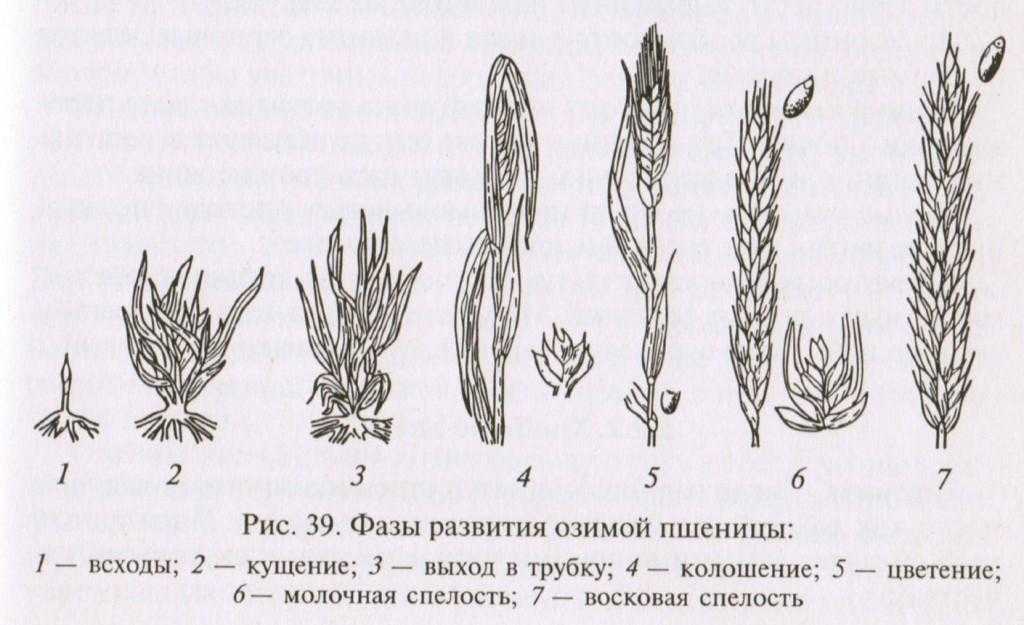 Головня карликовая пшеницы | справочник пестициды.ru