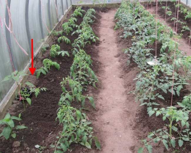 Баклажаны в теплице: выращивание и уход, сорта, технология, профилактика