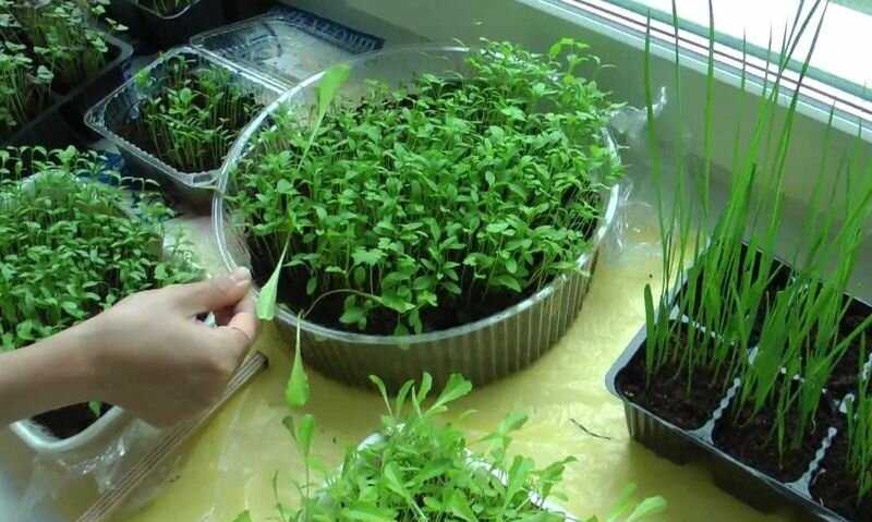 Все нюансы выращивания петрушки из семян на подоконнике в квартире или на балконе. разбор возможных проблем