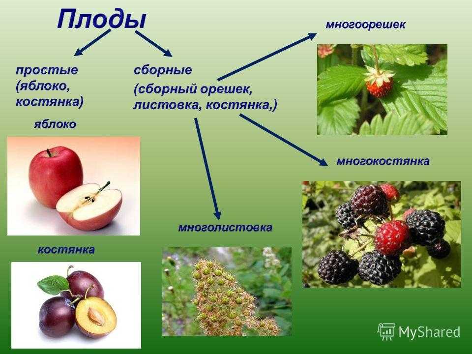 Арбуз — это ягода, фрукт или овощ: польза и противопоказания плод из семейства тыквенных