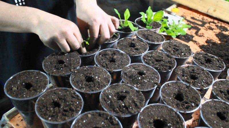 О петуниях, уходе и выращивании в домашних условиях из семян и черенкованием