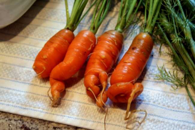 Почему морковь корявая и рогатая вырастает?