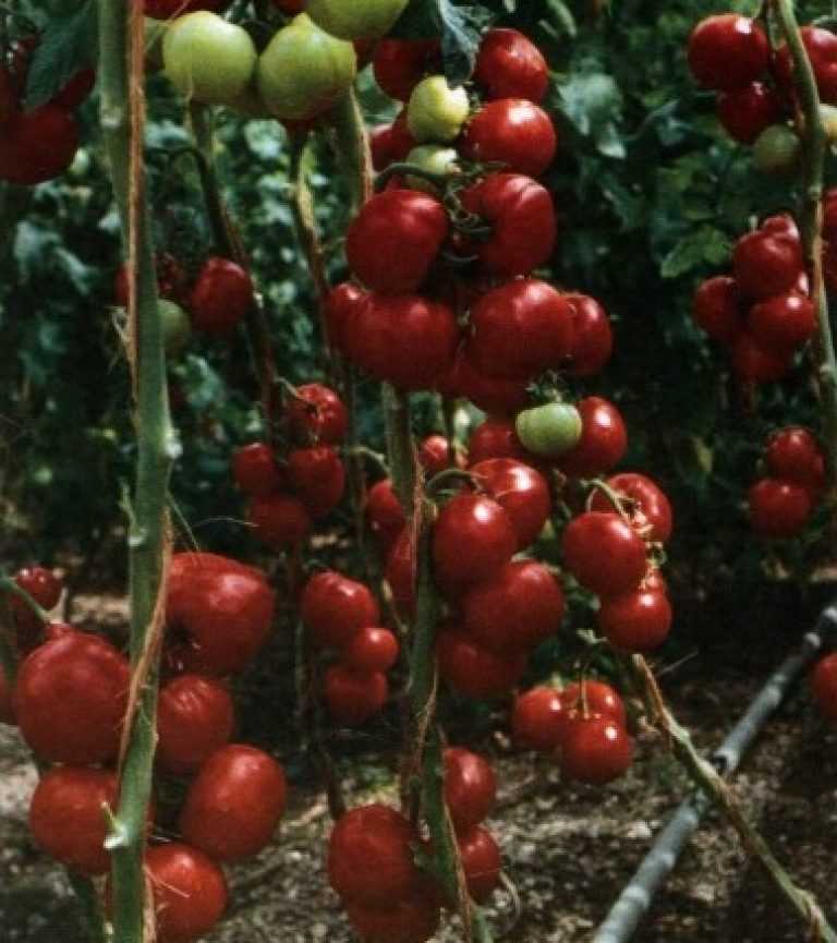 Томат «благовест» (30 фото): характеристика и описание сорта помидоров, выращивание в теплице, отзывы
