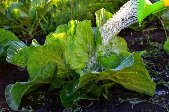 Как правильно поливать огурцы на даче - советы огородников