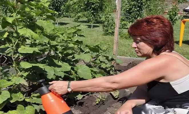 Сыворотка для огурцов: применение, опрыскивание, пропорции, с йодом