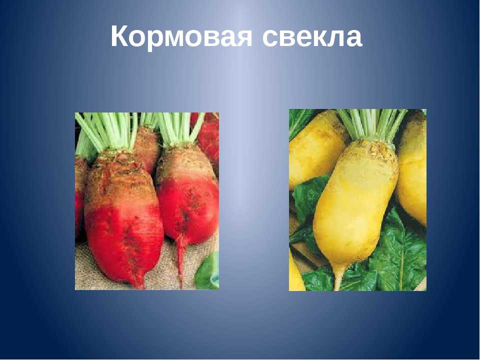 Чем отличается сахарная свекла от кормовой и столовой - разница между видами визуально, по составу и другим признакам, описание, фото, как выбрать лучший овощ? русский фермер