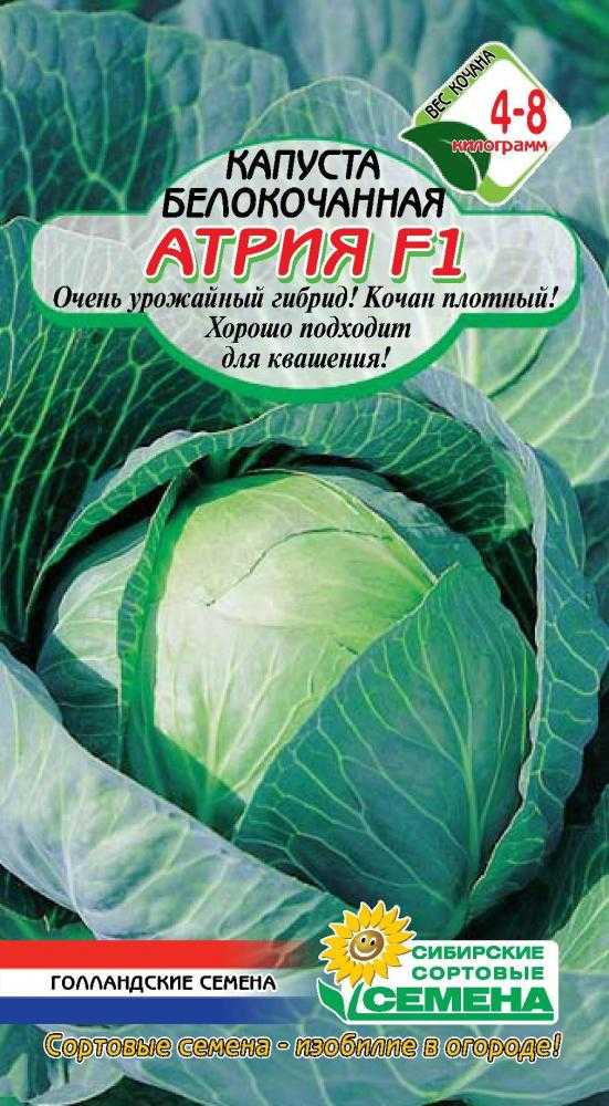 Атрия f1, капуста: описание гибрида и характеристика вкусовых качеств, фото сорта, отзывы об урожайности, семена для посадки, особенности выращивания