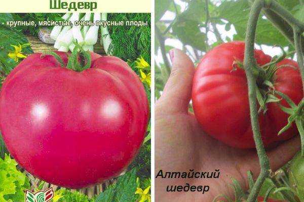 Томат алтайский красный: шедевр, способный расти при неблагоприятной погоде