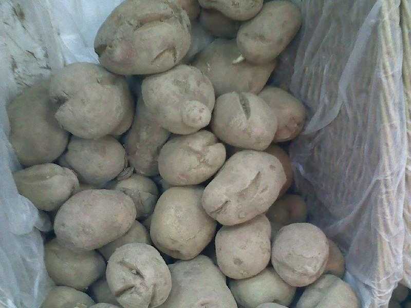 Почему картошка в земле трескается или лопается: причины, по которым картофель становится уродливым, профилактика и хранение
