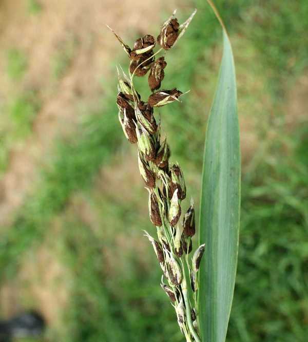 Лечение и профилактика  головни на  пшенице