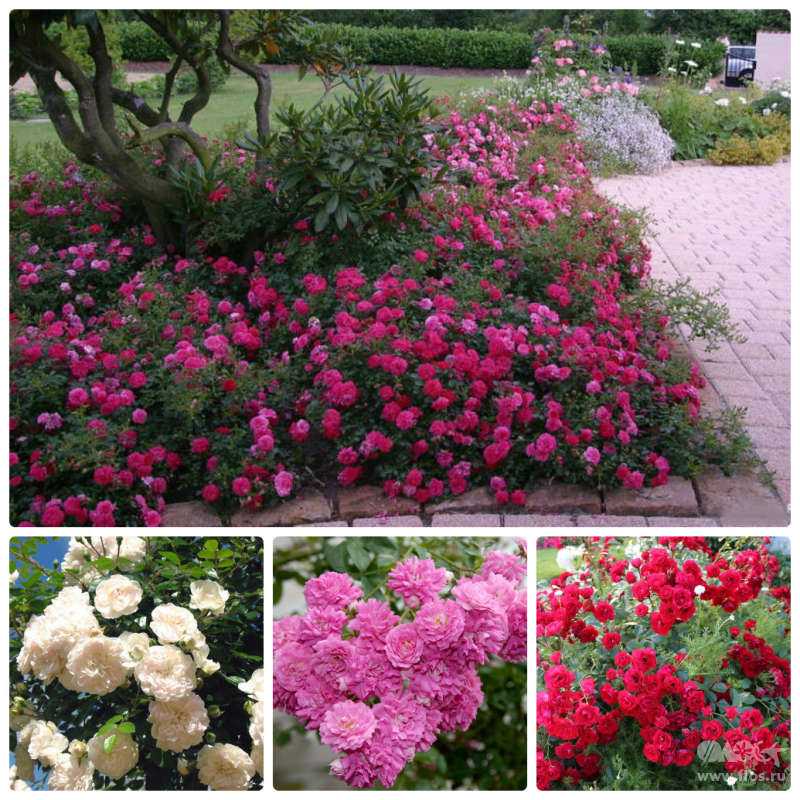 Вьющиеся розы зимостойкие и пышно цветущие летом, посадка с фото и уход на supersadovnik.ru