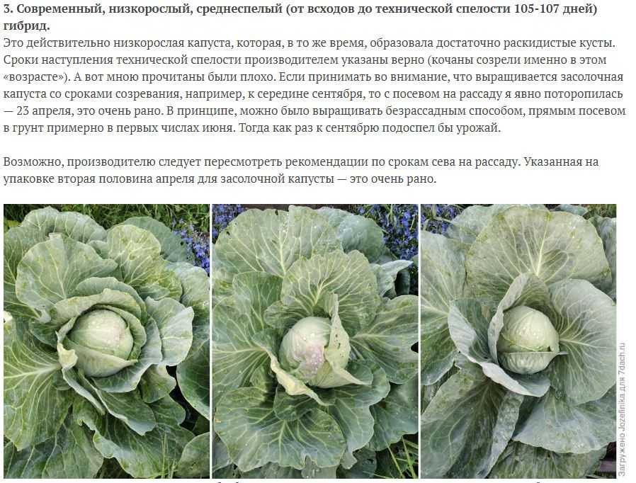 Брокколи фиеста f1: описание сорта капусты, отзывы и фото садоводов, которые выращивали