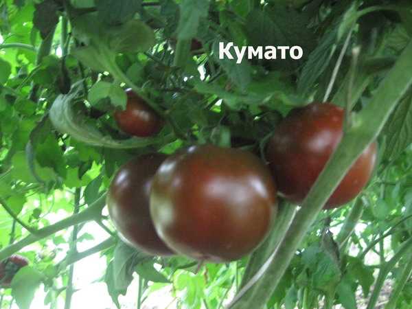Черный томат «кумато»: характеристика сорта, описание агротехники, особенности ухода