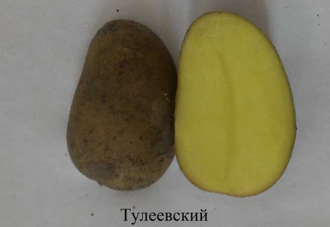Описание сорта картофеля джелли особенности выращивания и урожайность