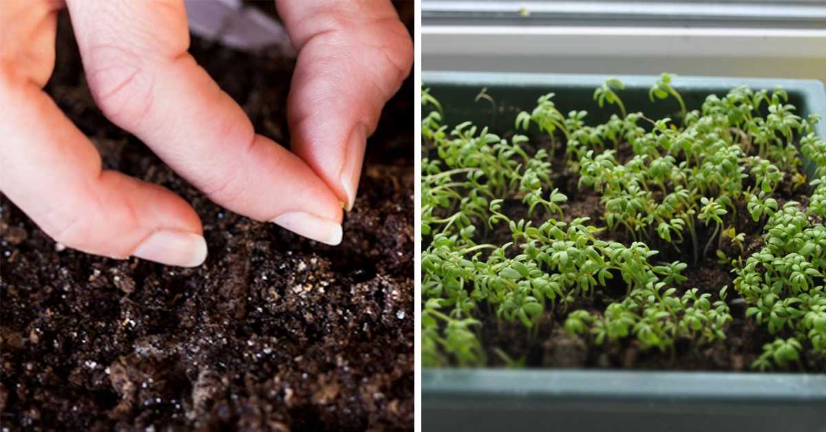 Когда сеять семена петрушки и как быстро прорастить их?