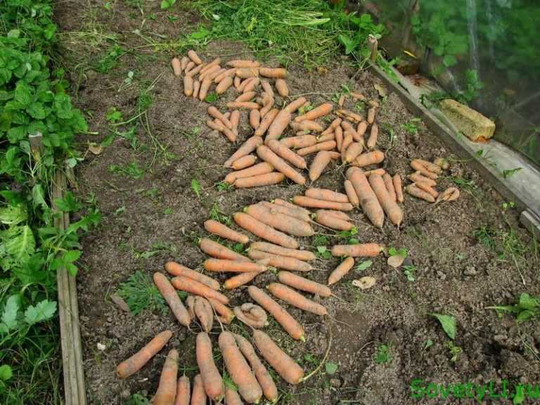 Чтобы морковь хранилась долго зимой, необходимо правильно ее обрезать и подготовить