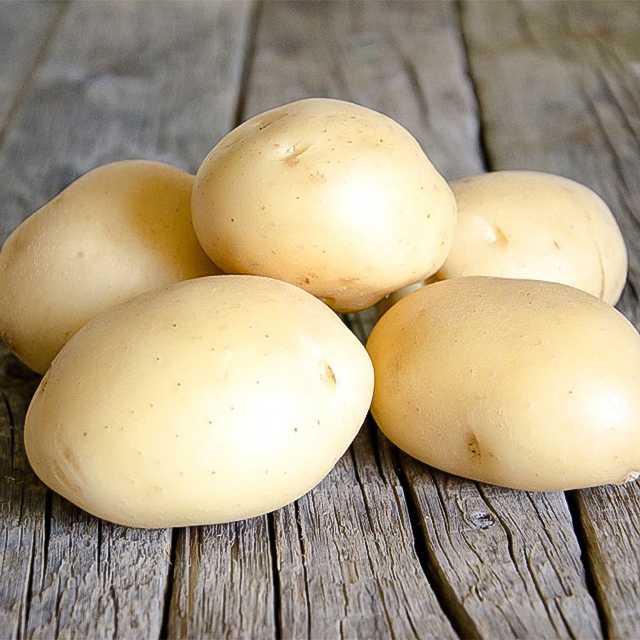 Среднеранний сорт картофеля «сантана» с крупными клубнями