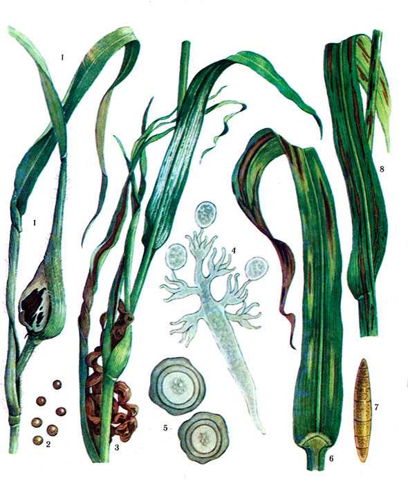 Болезни кукурузы ?: фото, чем обрабатывать, меры борьбы с диплодиозом, гельминтоспориозом | qlumba.com