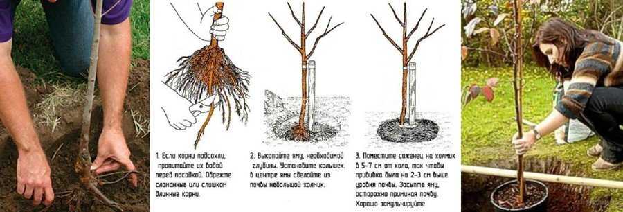 Как сажать колоновидную яблоню весной пошаговая инструкция с фото