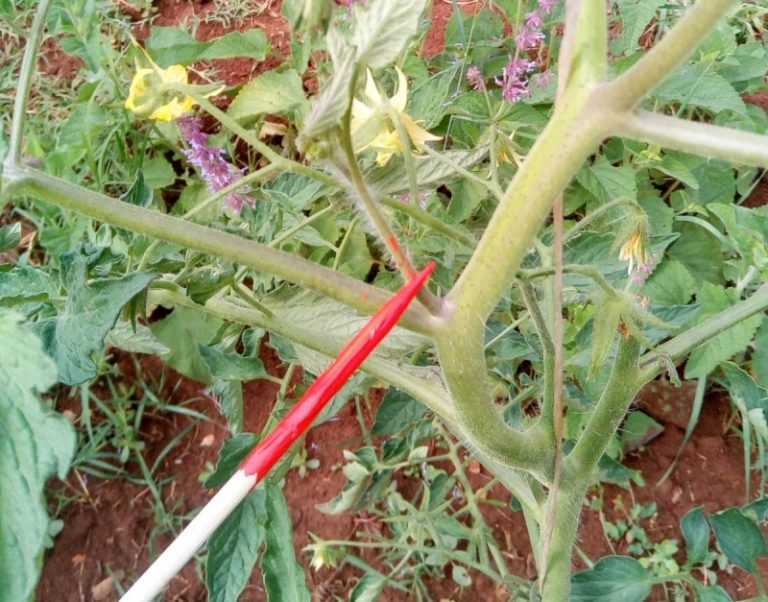 Чем подкормить и опрыскать помидоры для завязи: народные средства и применение препарата завязь