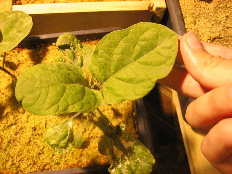 Секреты выращивания рассады баклажанов: проблемы и решения