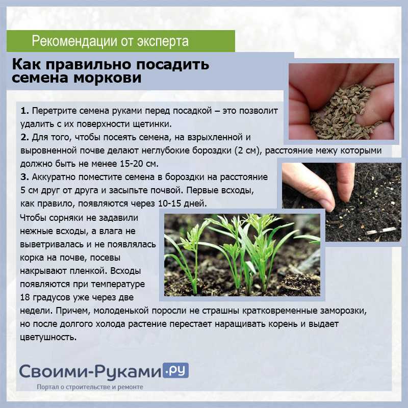 ᐉ как вырастить хороший урожай моркови - godacha.ru