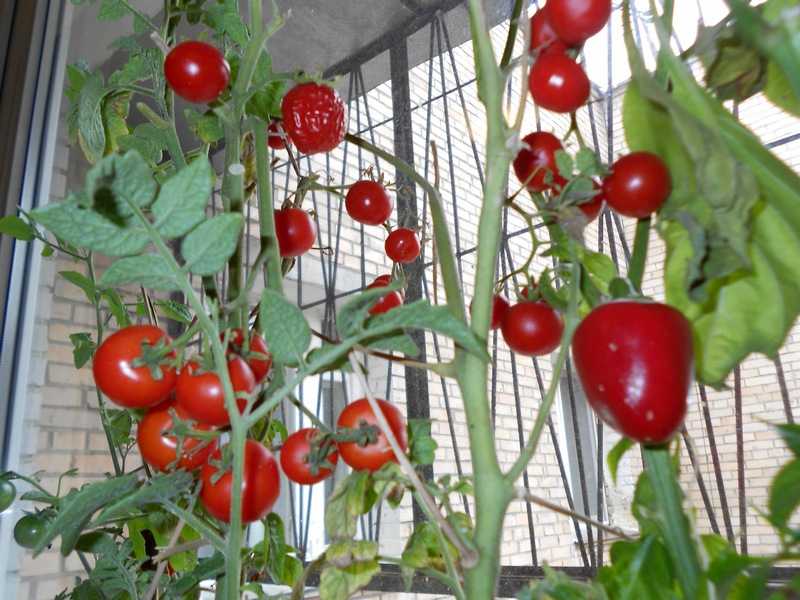 Нужно ли пасынковать помидоры черри — формирование и выращивание мини томатов на открытом грунте, в парниках и теплицах (120 фото и видео)