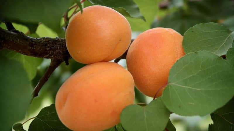 10 лучших сортов абрикоса для средней полосы - рейтинг 2021