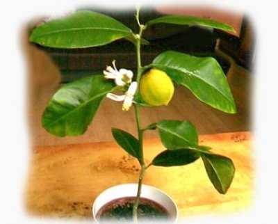 Как цветет лимон в домашних условиях фото пошагово