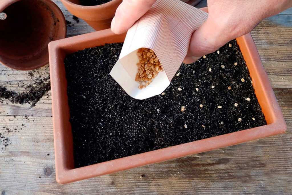 Посадка семян дыни в открытый грунт и в теплицу: сроки, правила, схемы