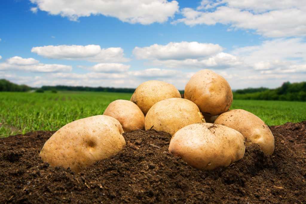 Картофель янка: преимущества и недостатки