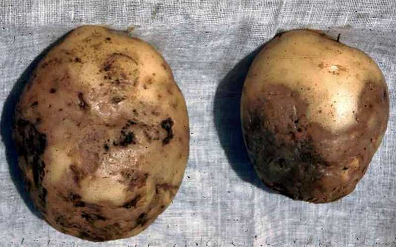ᐉ почему гниет картошка в земле, сразу после уборки и в погребе - roza-zanoza.ru