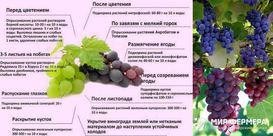 Чем подкормить виноград после открытия. Подкормка винограда. Чем подкормить виноград в августе. Чем подкормить виноград в июле и августе. Таблицы определения урожайности винограда.