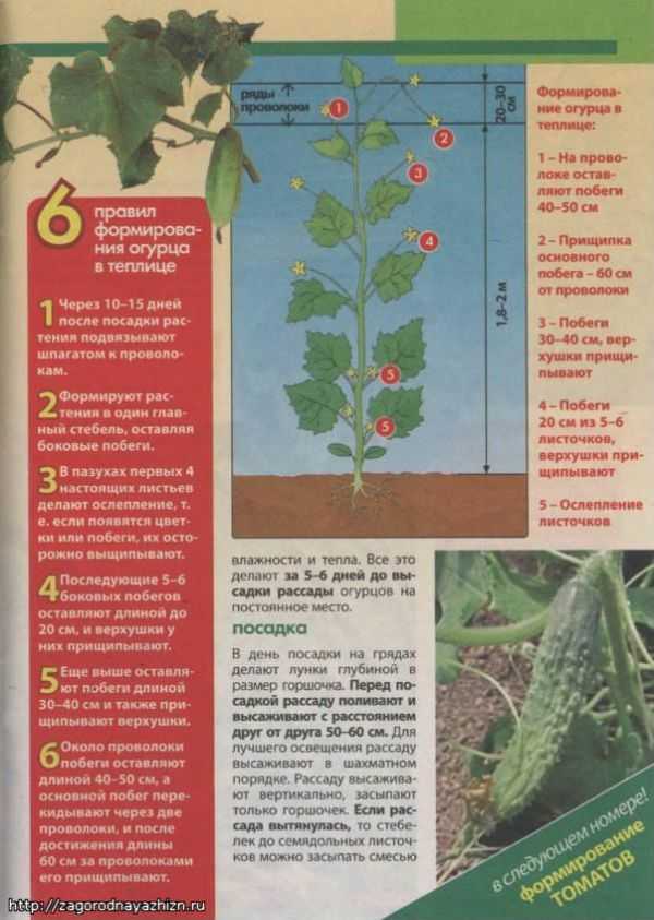 Балконное чудо помидоры: особенности сорта, посев, пересадка, уход