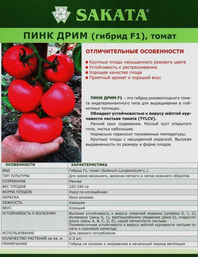 Выращивание помидоров пинк парадайз в теплице: подготовка к посадке, требования к парнику, а также особенности ухода за томатами русский фермер