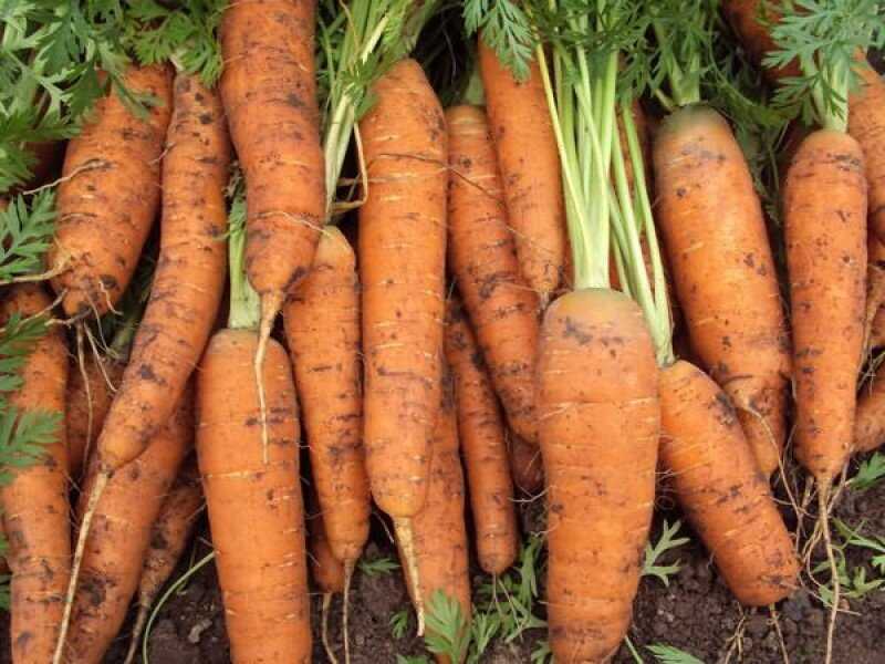 Морковь витаминная 6: характеристика и описание сорта