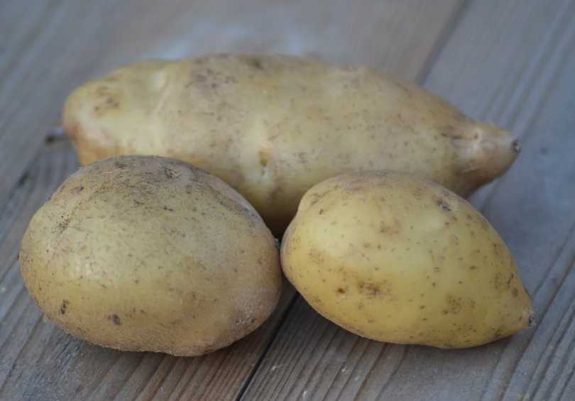 Картофель "джелли": описание сорта, фото, отзывы
